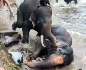 குடகு சுற்றுலாத் தலத்தில் கோர விபத்து: யானைகள் சண்டையில் சிக்கி பெண் பலி!