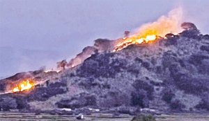 தென்காசி அருகே கொழுந்துவிட்டு எரியும் காட்டுத்தீ: அரிய வகை மரங்கள் சாம்பல்- வனவிலங்குகள் பாதிப்பு?